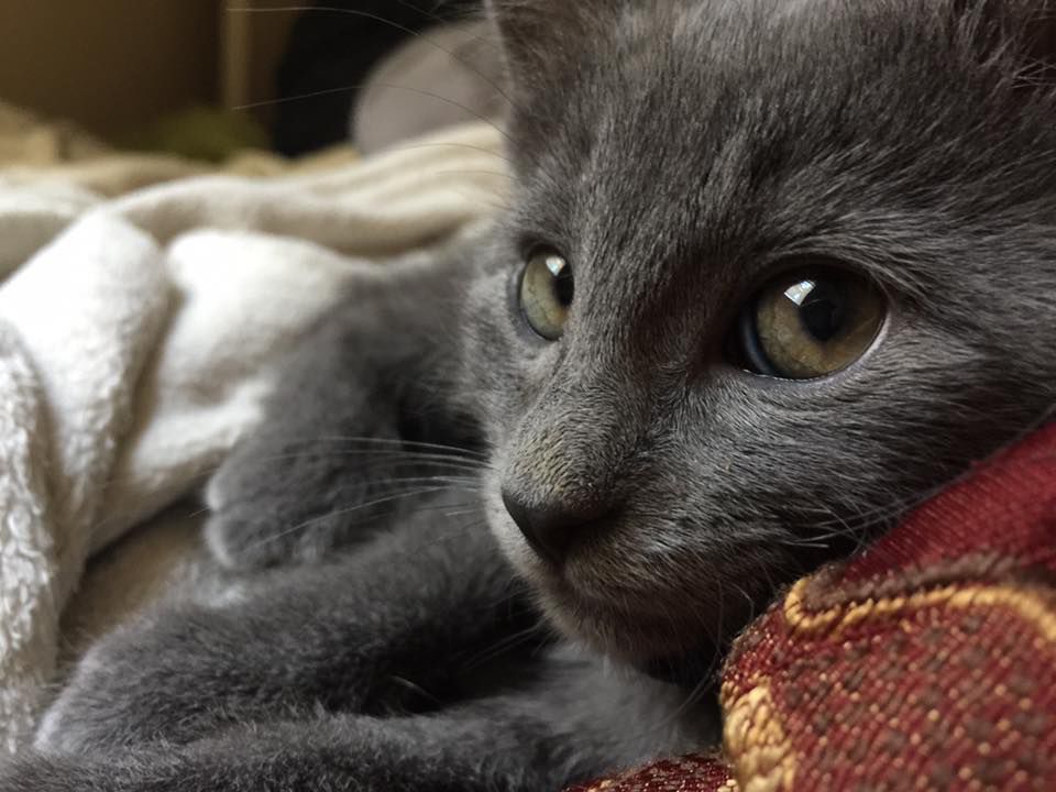 Pic of the Litter: Sampson